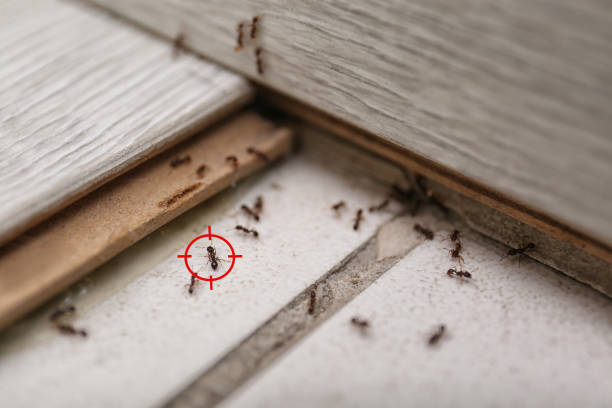 Best Emergency Pest Control  in Ellsworth, WI