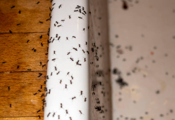 Best Commercial Pest Control Services  in Ellsworth, WI